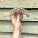 betty bunheads