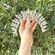ballet crown
